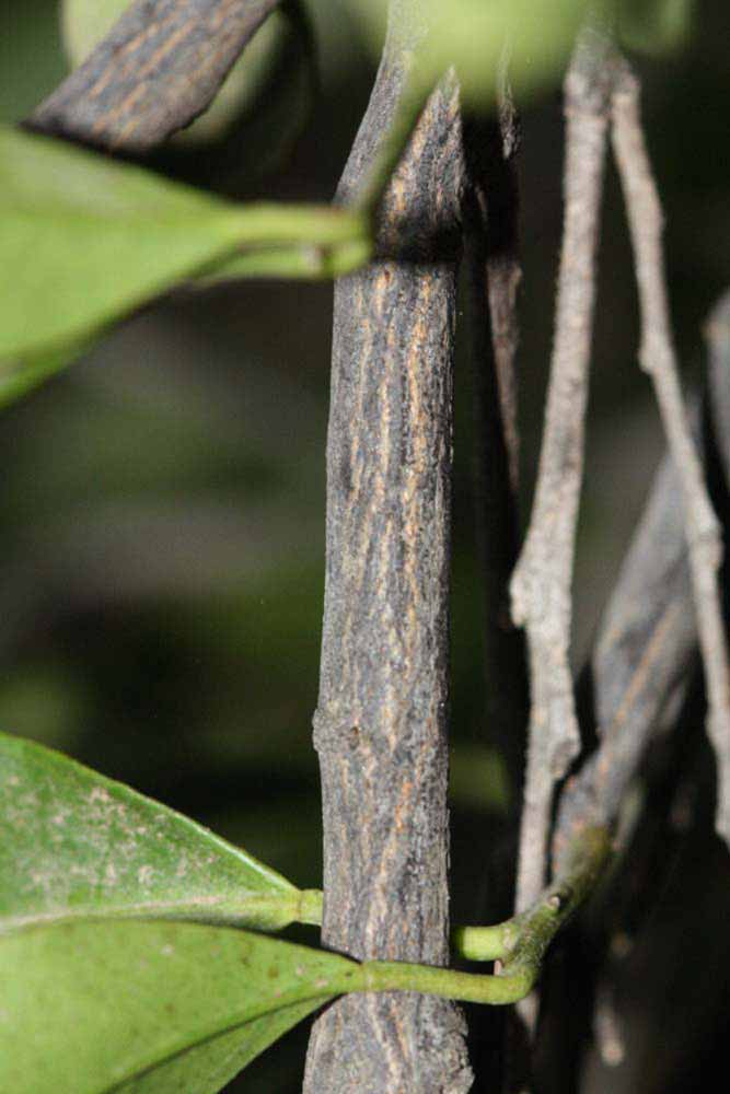              Second - third year twig (Riverside, CA)       